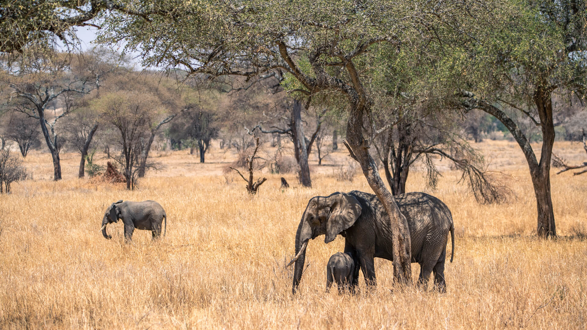 Elephants-grazing-among-the-trees-in-Tarangire-Tanzania